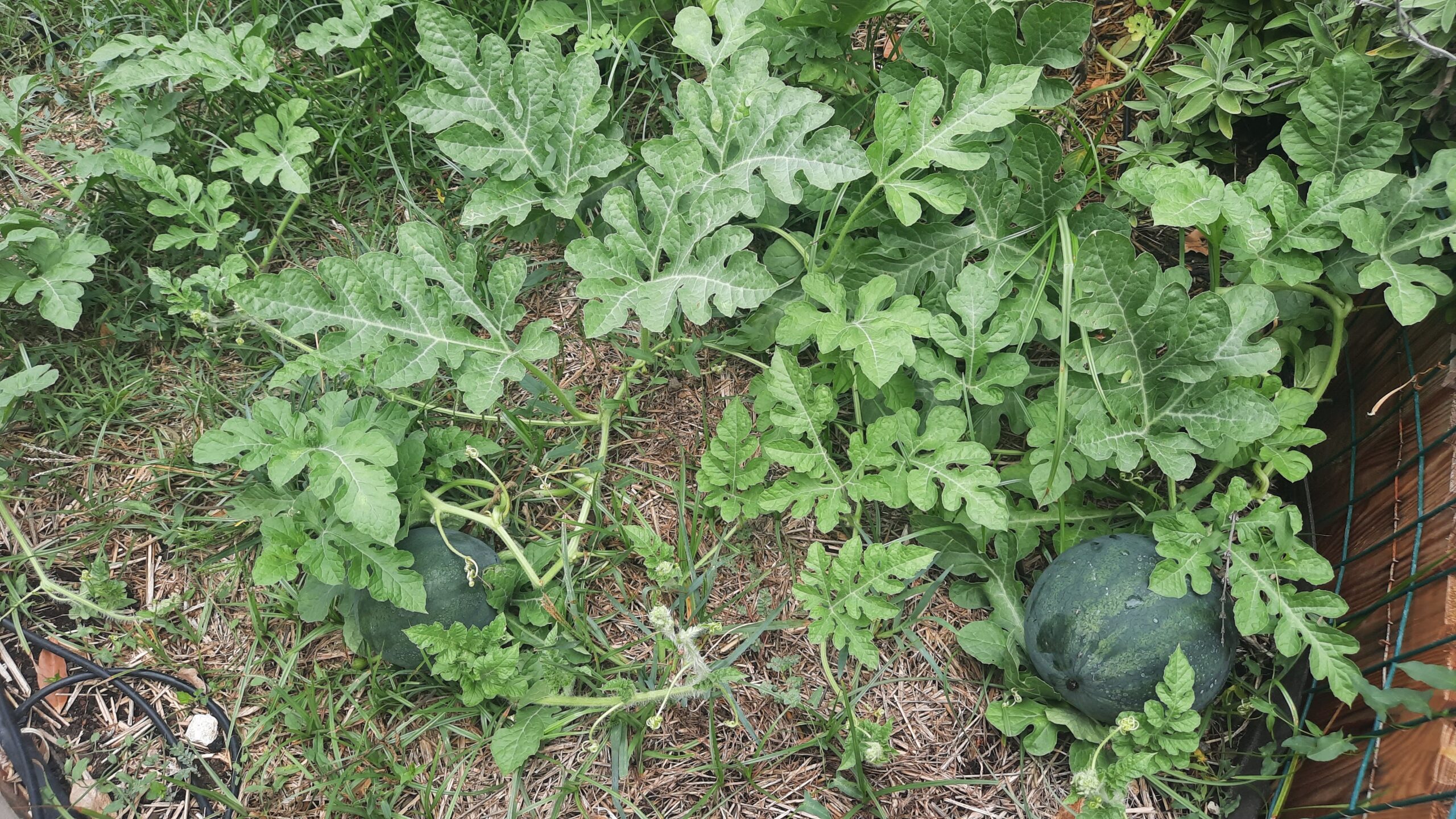 Grace Land Natural Farm & Life