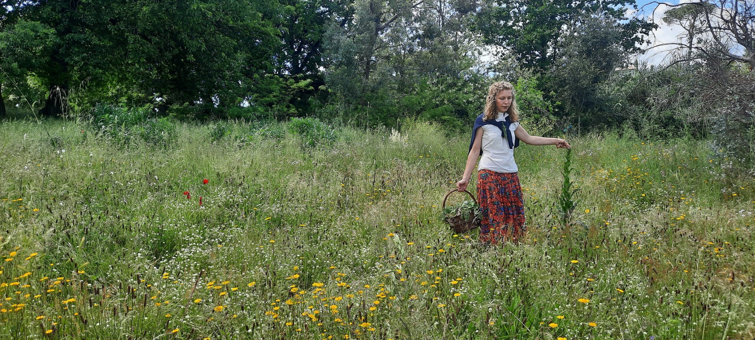 Corso intensivo sulle ERBE SPONTANEE con Wateki Taliana Tobert