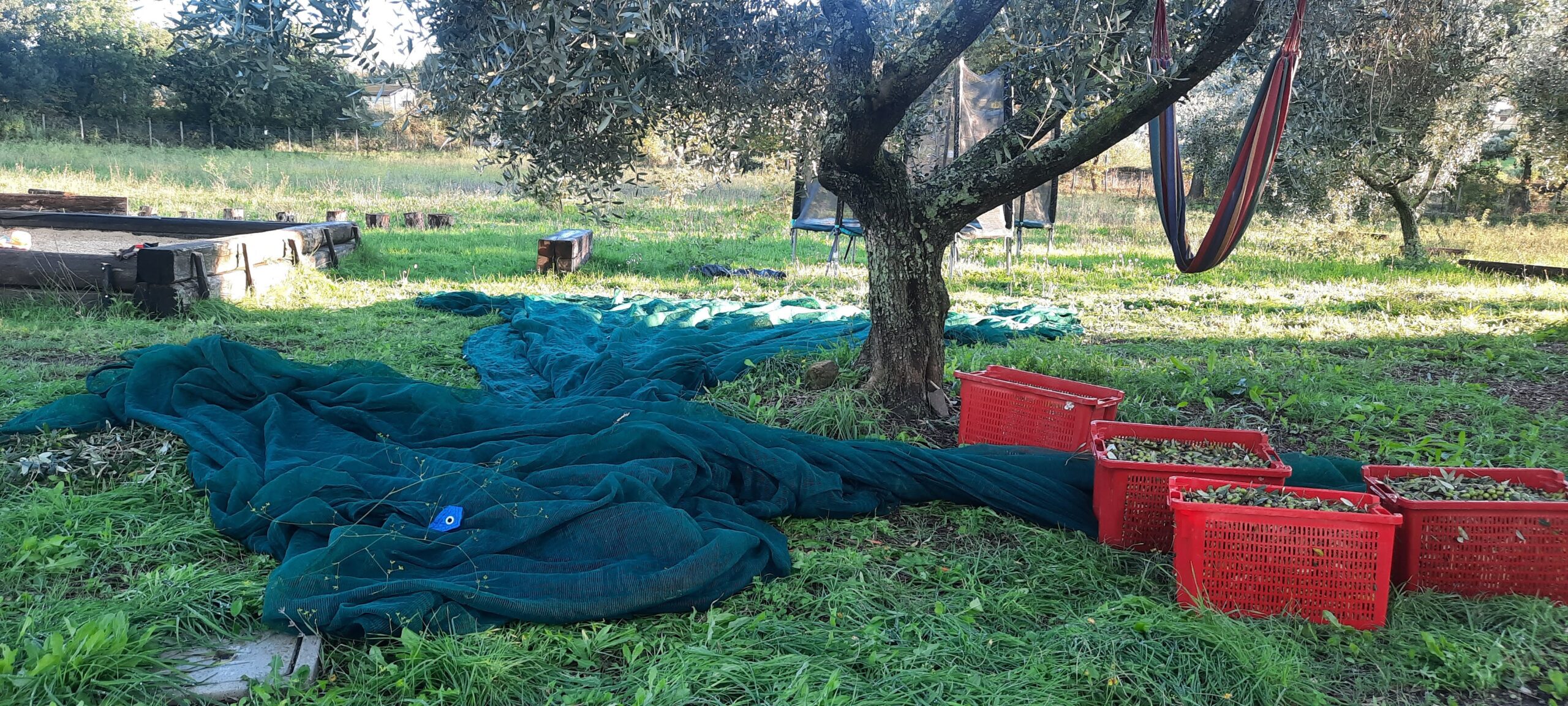 Il primo olio extravergine di oliva di Grace Land Natural Farm & Life