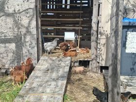 I nostri allevamenti